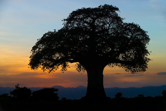Tree of Life Sunset II