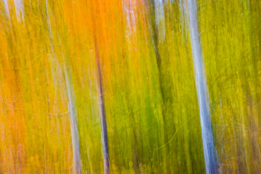 Aspens in Abstract II