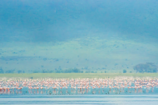 Mirage of Flamingos