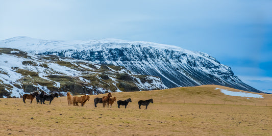 Iceland Highland Horses