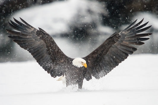 Eagle Wingspan in the Snow
