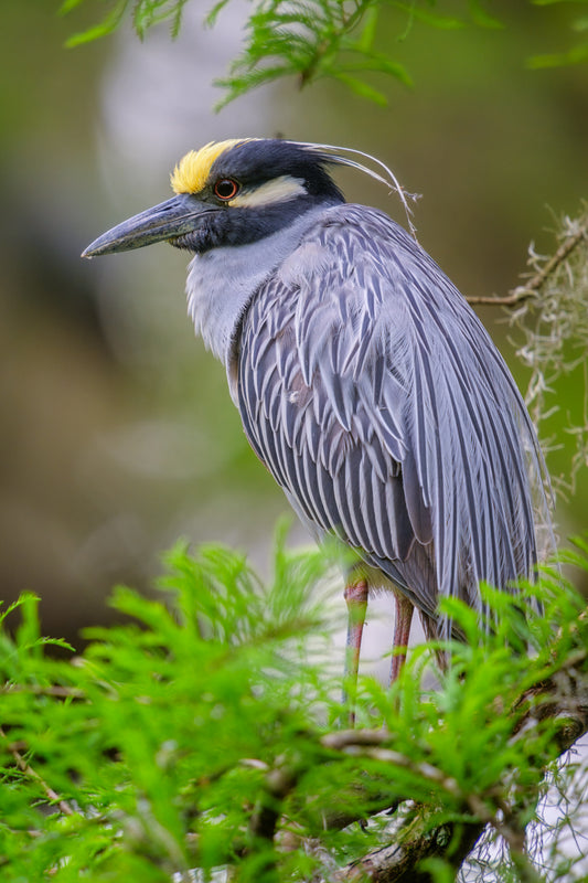 Yellow-crowned Night Heron II