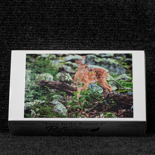 Fawn in the Forrest II