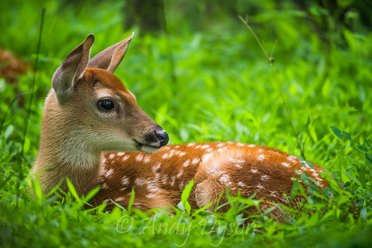 Fawn in The Forrest