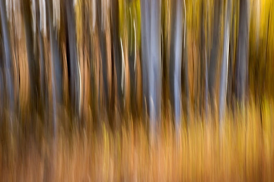 Aspens in Abstract