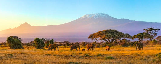 A New Day in Amboseli