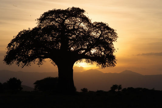 Tree of Life Sunset