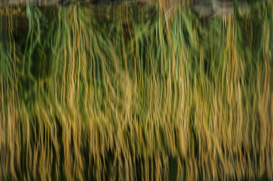 Grass Reflection